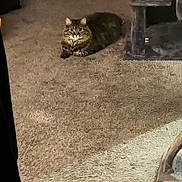 Jinx is registered to the contest to win money with this photo: animal, beige, brown, carpet, cat, cat_tree, cozy, cute, domestic_cat, floor, fluffy, furniture, home, indoor, living_room, looking, pet, relaxed, resting, tabby