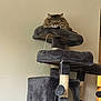 animal, cat, cat_tree, cozy, cute, domestic, fur, furniture, gray, home, indoor, mammal, paw, pet, plush, relaxation, resting, sleeping, tabby, whiskers