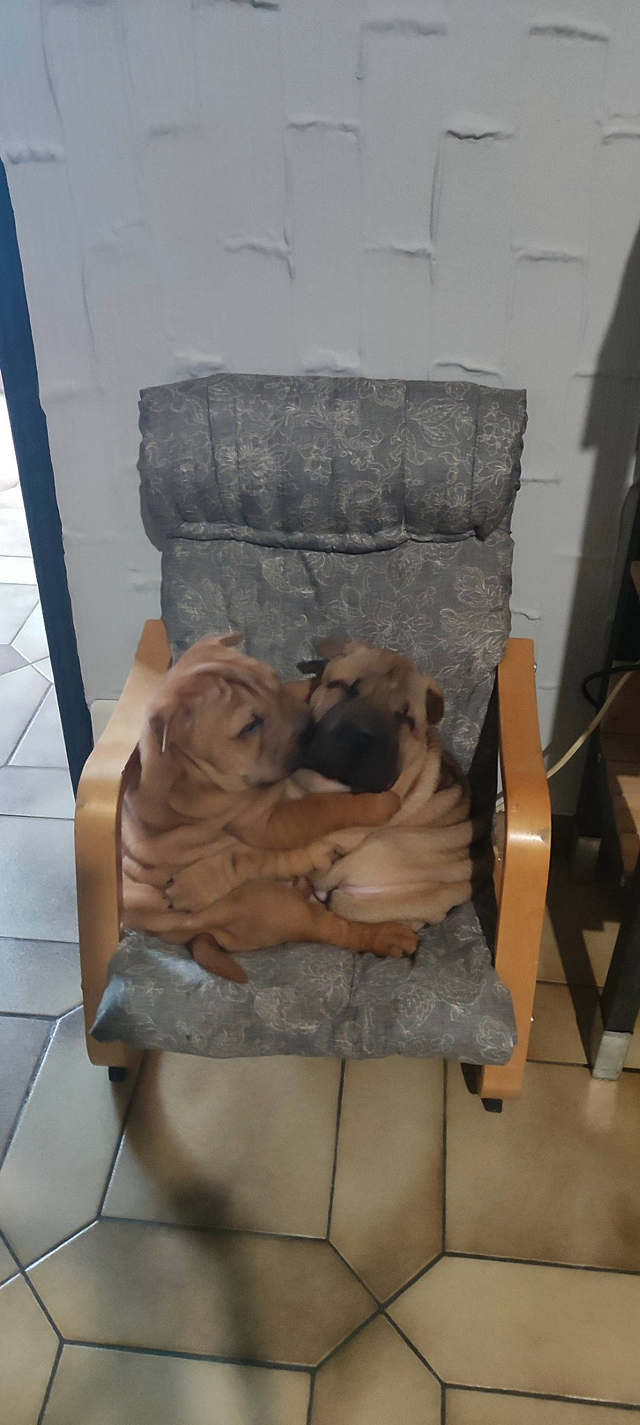 Valou Et Voyou a rejoint le concours — aidez-le/la à gagner de superbes lots ! ancient_history, art, artifact, carving, chair, classical_sculpture, clay, comfort, felidae, flooring, hardwood, museum, relief, room, sculpture, statue, stone_carving, tourist_attraction, visual_arts, wood