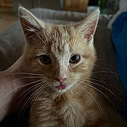 Milo is registered to the contest to win money with this photo: kitten, cat, ginger_cat, close_up, pet, animal, whiskers, fur, tongue_out, cute, domestic_cat, hand, indoors, blurred_background, feline, young_animal, portrait, small_animal, soft_light, curious