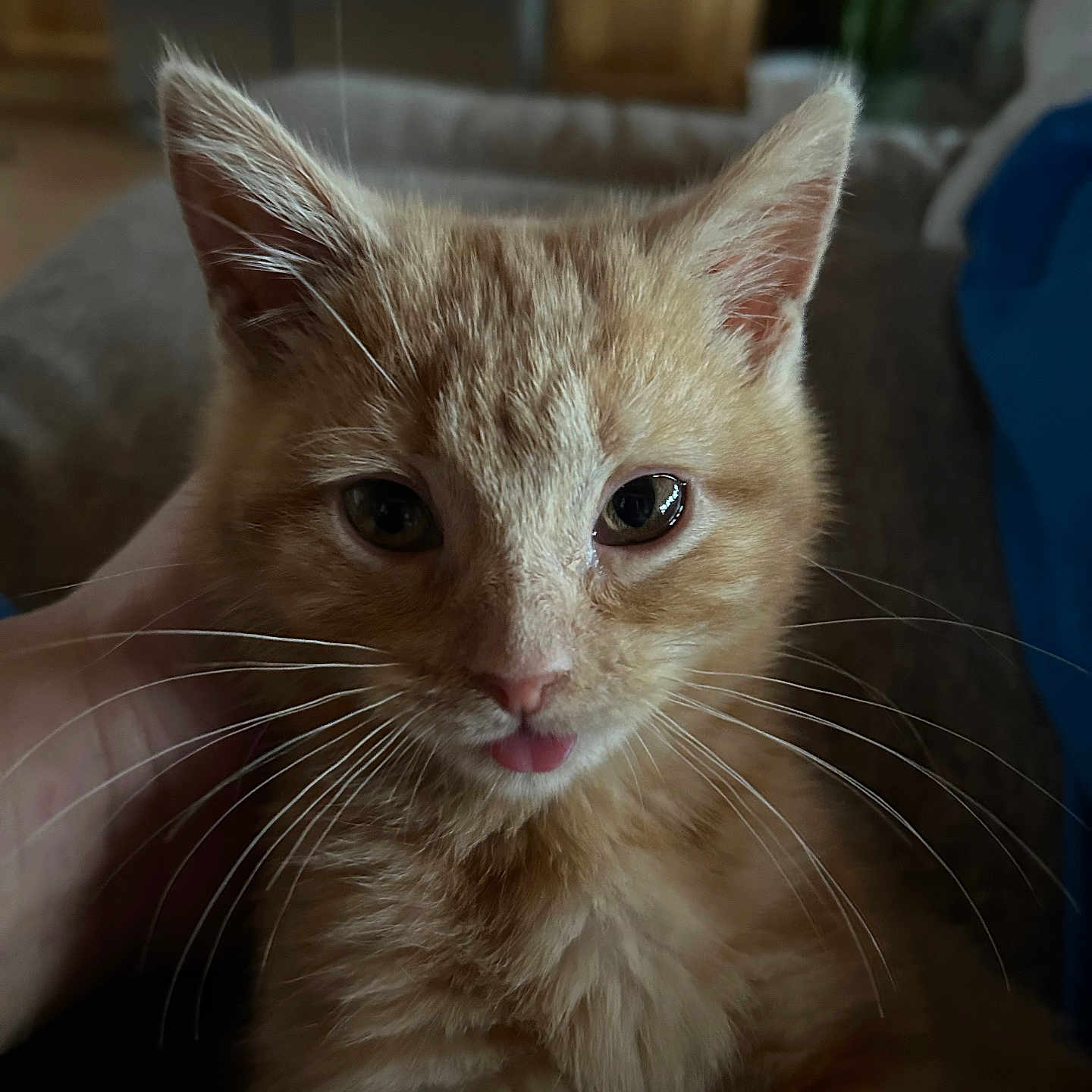 Milo is registered to the contest to win money with this photo: animal, blurred_background, cat, close_up, curious, cute, domestic_cat, feline, fur, ginger_cat, hand, indoors, kitten, pet, portrait, small_animal, soft_light, tongue_out, whiskers, young_animal