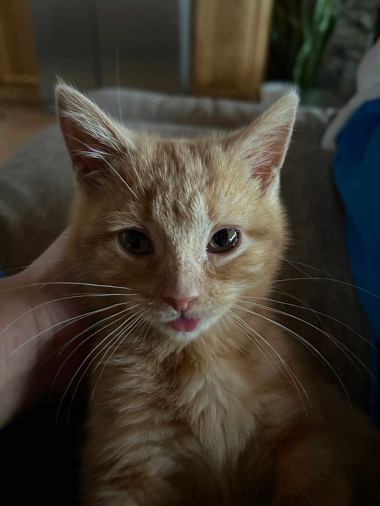 Milo is registered to the contest to win money with this photo: kitten, cat, ginger_cat, close_up, pet, animal, whiskers, fur, tongue_out, cute, domestic_cat, hand, indoors, blurred_background, feline, young_animal, portrait, small_animal, soft_light, curious