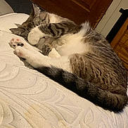 Bella is registered to the contest to win money with this photo: cat, tabby, sleeping, paw, mattress, indoor, pet, feline, cute, cozy, resting, fur, whiskers, tail, striped, animal, domestic, relaxing, curled_up, playful