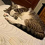 cat, tabby, sleeping, paw, mattress, indoor, pet, feline, cute, cozy, resting, fur, whiskers, tail, striped, animal, domestic, relaxing, curled_up, playful