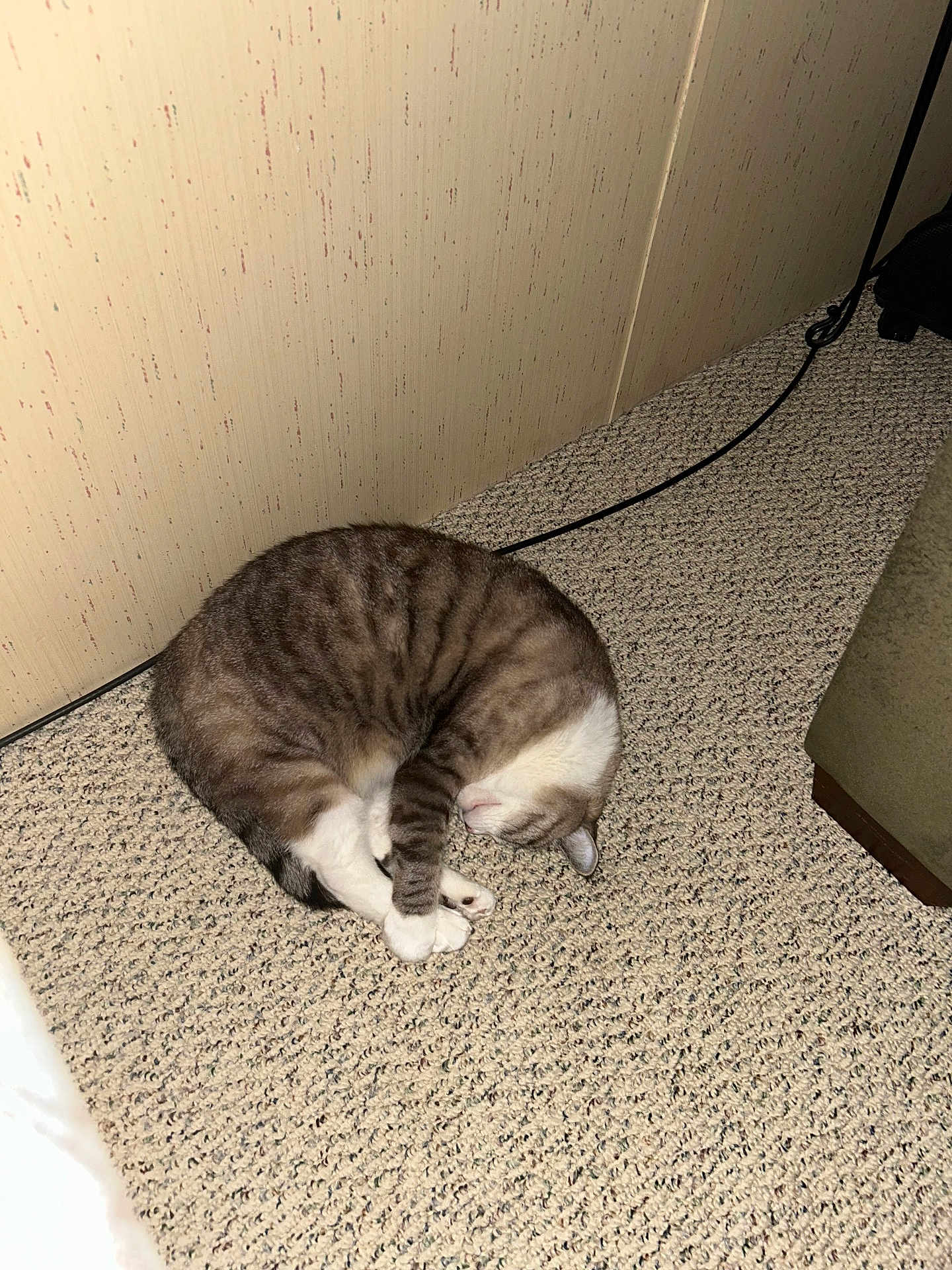 Bella joined the competition — help win amazing prizes! cat, sleeping, curled_up, carpet, striped, indoor, feline, resting, cozy, fur, paw, quiet, wall, cable, floor, home, peaceful, animal, pet, napping