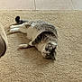 Bella is registered to the contest to win money with this photo: cat, tabby, carpet, indoor, pet, relaxed, feline, brown, white, floor, tile, couch, laying, animal, fur, cute, domestic, resting, whiskers, home