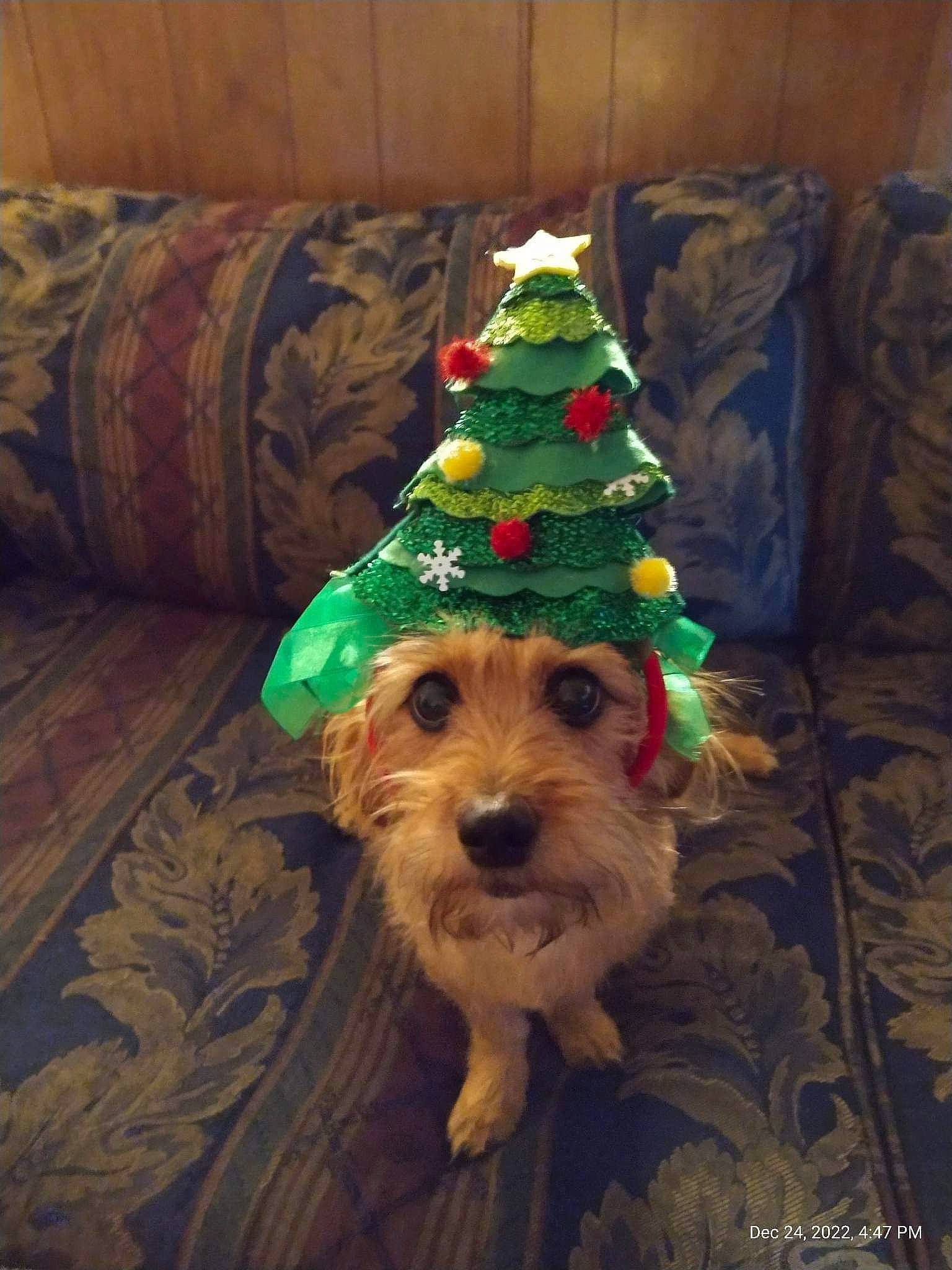 Rosie is registered to the contest to win money with this photo: carnivore, christmas, christmas_decoration, christmas_ornament, christmas_tree, companion_dog, conifer, costume_hat, couch, dog, dog_breed, event, evergreen, holiday, holiday_ornament, sporting_group, toy, toy_dog, wood, working_animal