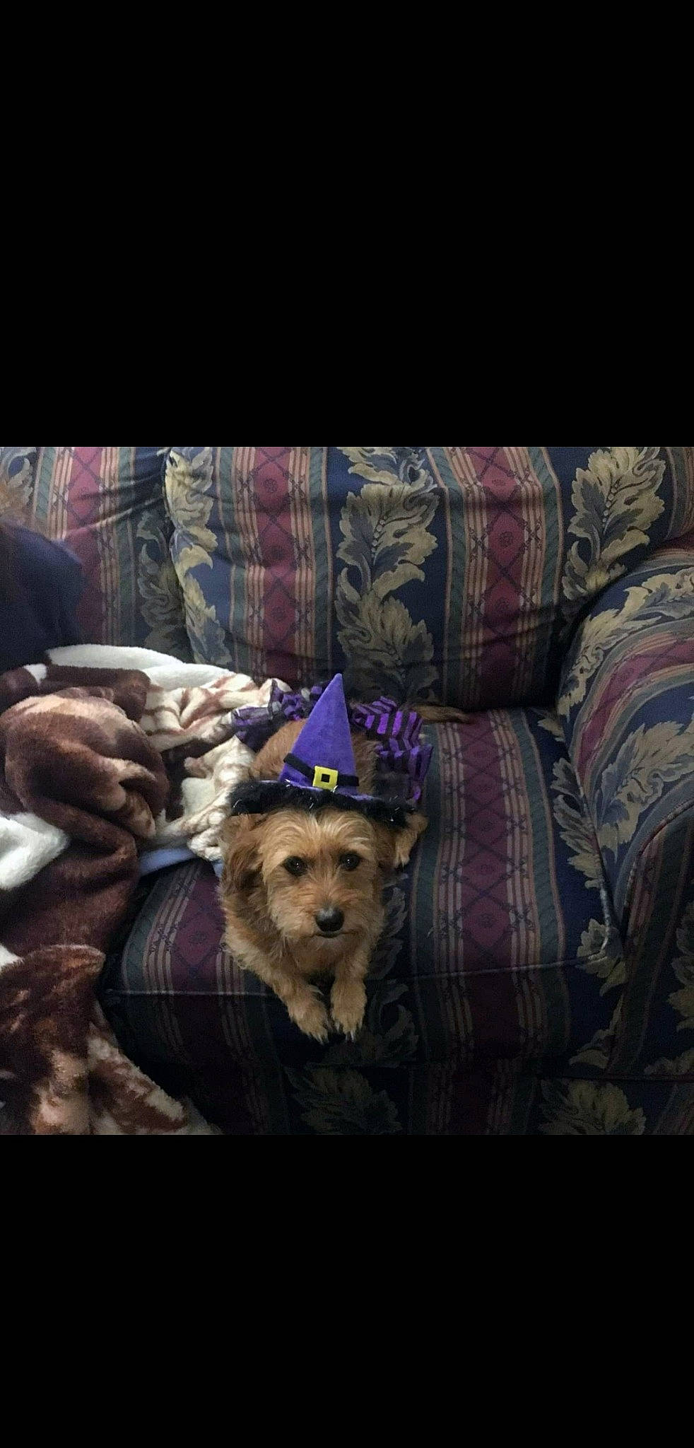 Rosie is registered to the contest to win money with this photo: carnivore, chair, cloud, comfort, companion_dog, couch, dog, dog_breed, dog_supply, fawn, fur, linens, pillow, purple, sitting, small_terrier, snout, terrier, throw_pillow, toy_dog