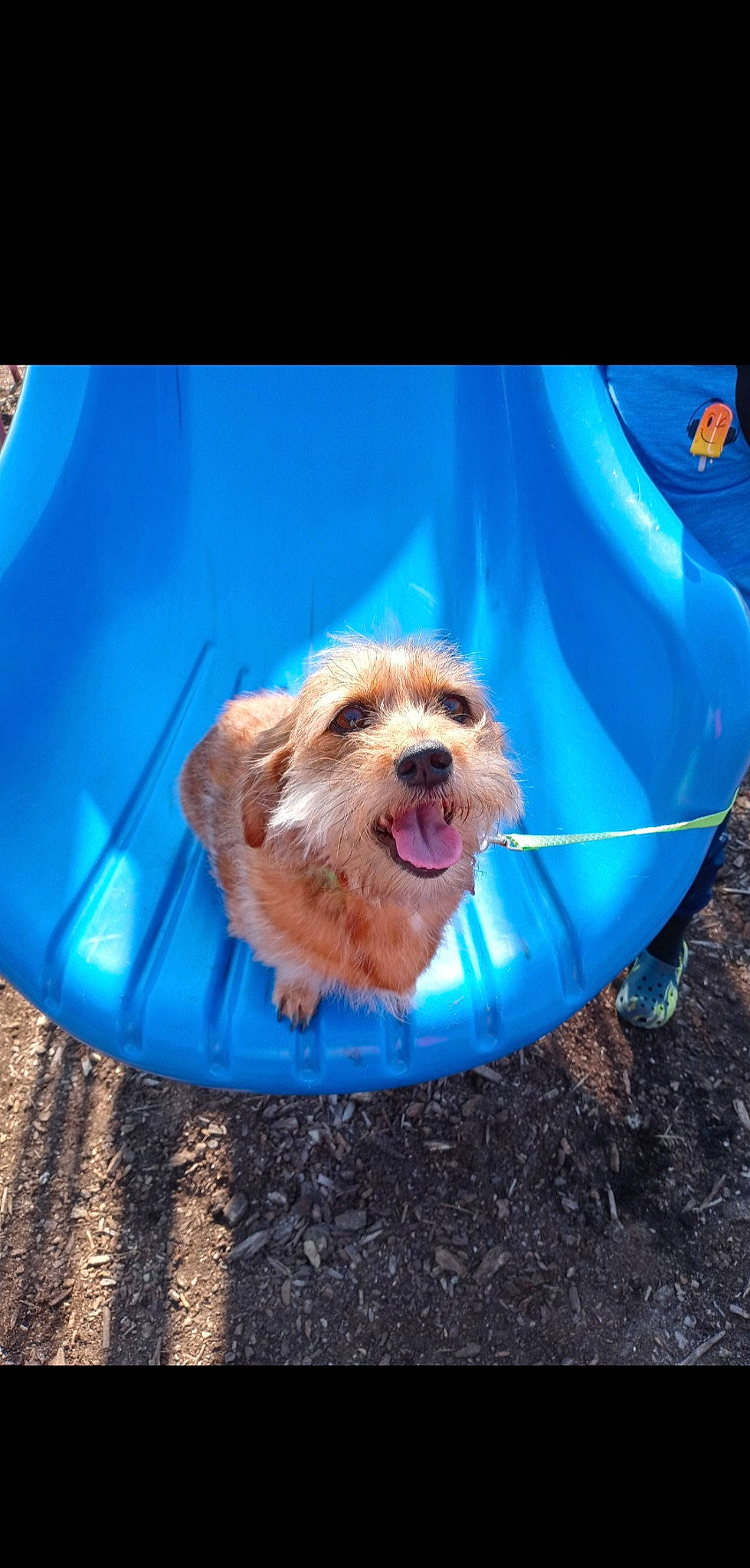 Rosie is registered to the contest to win money with this photo: automotive_exterior, canidae, carnivore, companion_dog, dog, dog_breed, dog_clothes, dog_supply, electric_blue, fawn, hood, sitting, small_terrier, snout, sporting_group, terrier, toy_dog, vehicle, vehicle_door, working_animal