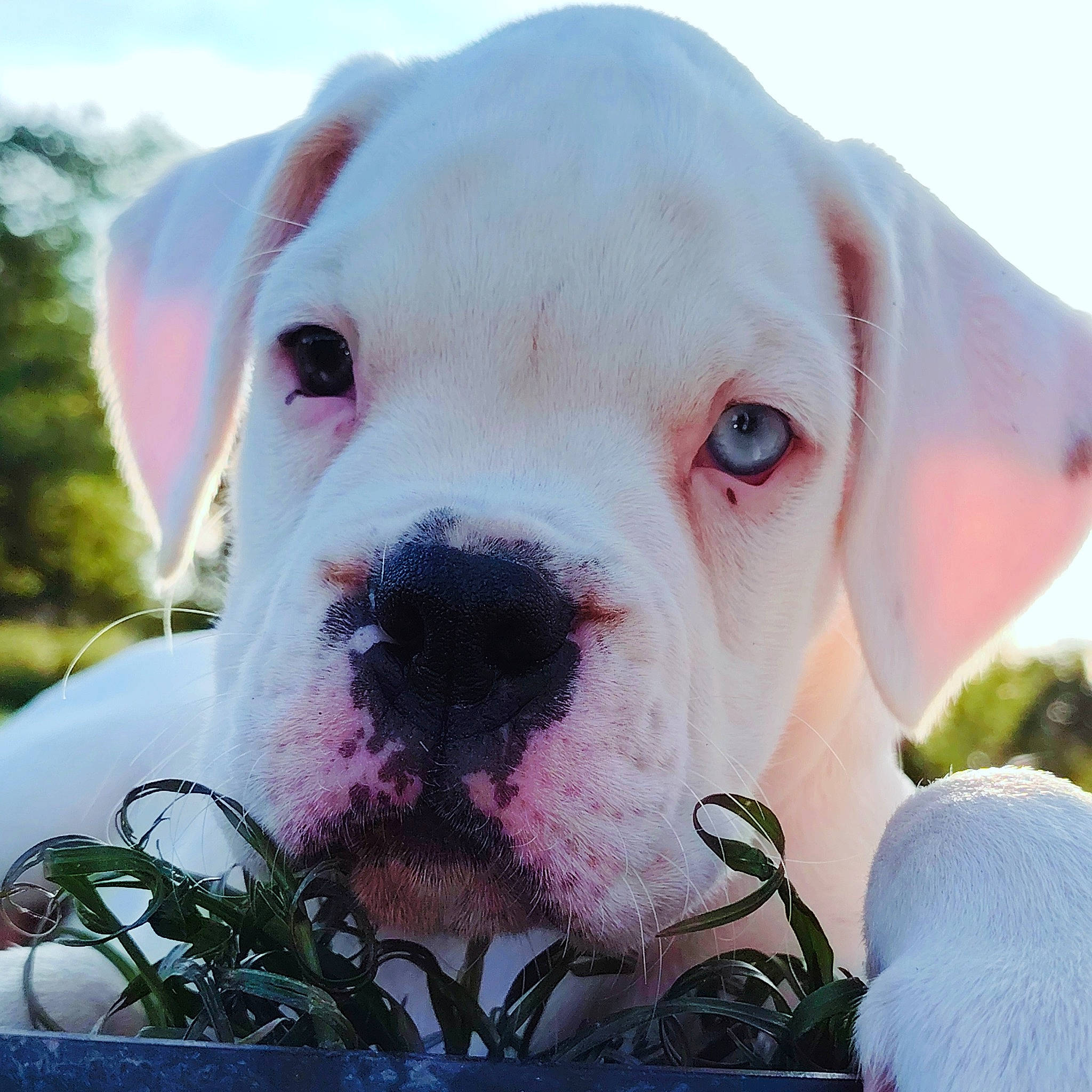 Vasko a rejoint le concours — aidez-le/la à gagner de superbes lots ! carnivore, close_up, collar, companion_dog, dog, dog_breed, dog_collar, fawn, grass, happy, mammal, pink, plant, sky, snout, sporting_group, terrestrial_animal, vertebrate, whiskers, working_animal