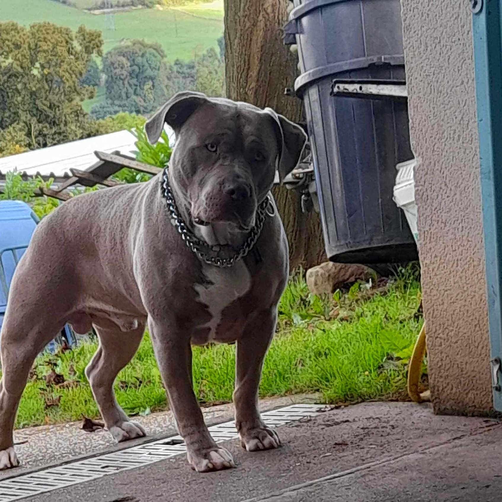 Thorkell a rejoint le concours — aidez-le/la à gagner de superbes lots ! animal, architecture, barrel, building, bulldog, canine, city, dog, outdoors, pet, pitbull, plant, pottedplant, puppy, rainbarrel, road, shelter, street, tire, urban