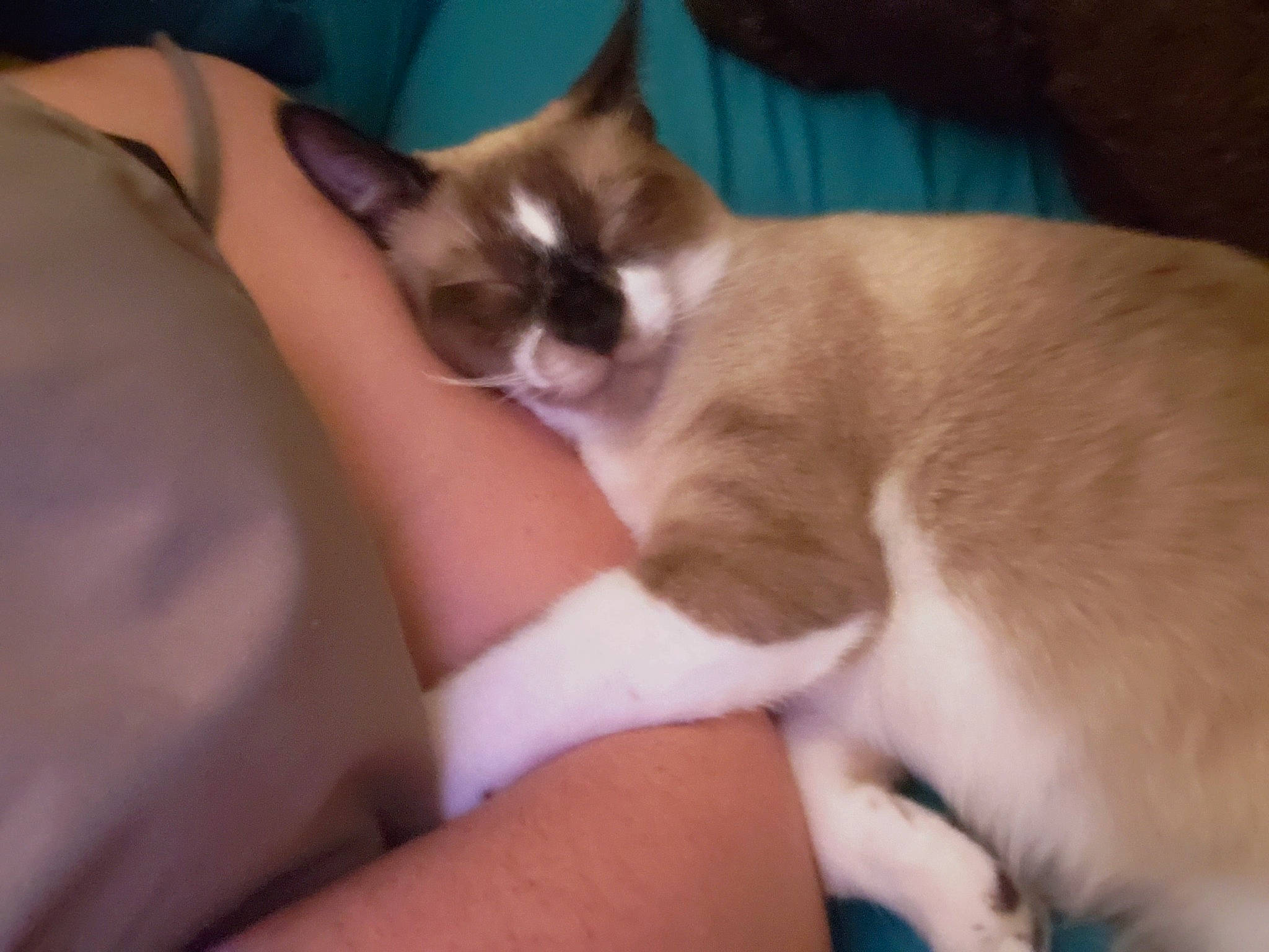 Thor is registered to the contest to win money with this photo: asian, balinese, burmese, carnivore, cat, fawn, felidae, javanese, kitten, leg, mammal, paw, polydactyl_cat, siamese, singapura, small_to_medium_sized_cats, snowshoe, thai, tonkinese, whiskers