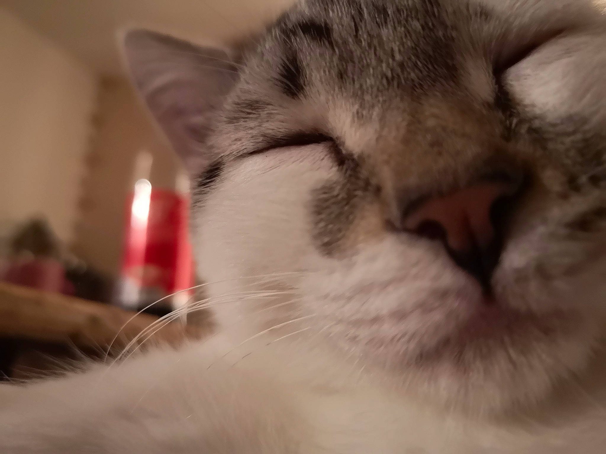 Pimousse a rejoint le concours — aidez-le/la à gagner de superbes lots ! aegean_cat, american_shorthair, american_wirehair, asian, carnivore, cat, close_up, domestic_short_haired_cat, european_shorthair, felidae, fur, kitten, mammal, nose, singapura, small_to_medium_sized_cats, snout, tabby_cat, vertebrate, whiskers