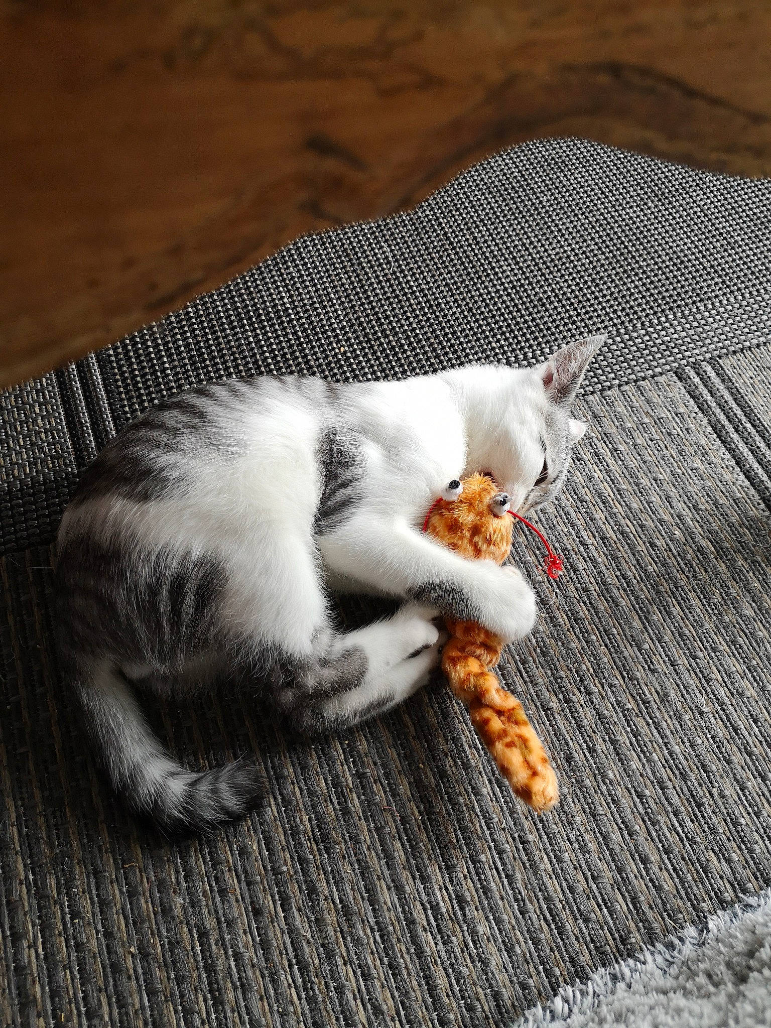 Pimousse participe au concours pour gagner de l'argent avec cette photo : aegean_cat, american_wirehair, carnivore, cat, claw, domestic_short_haired_cat, european_shorthair, fawn, felidae, flooring, fur, kitten, nap, paw, polydactyl_cat, small_to_medium_sized_cats, tabby_cat, tail, whiskers, wood