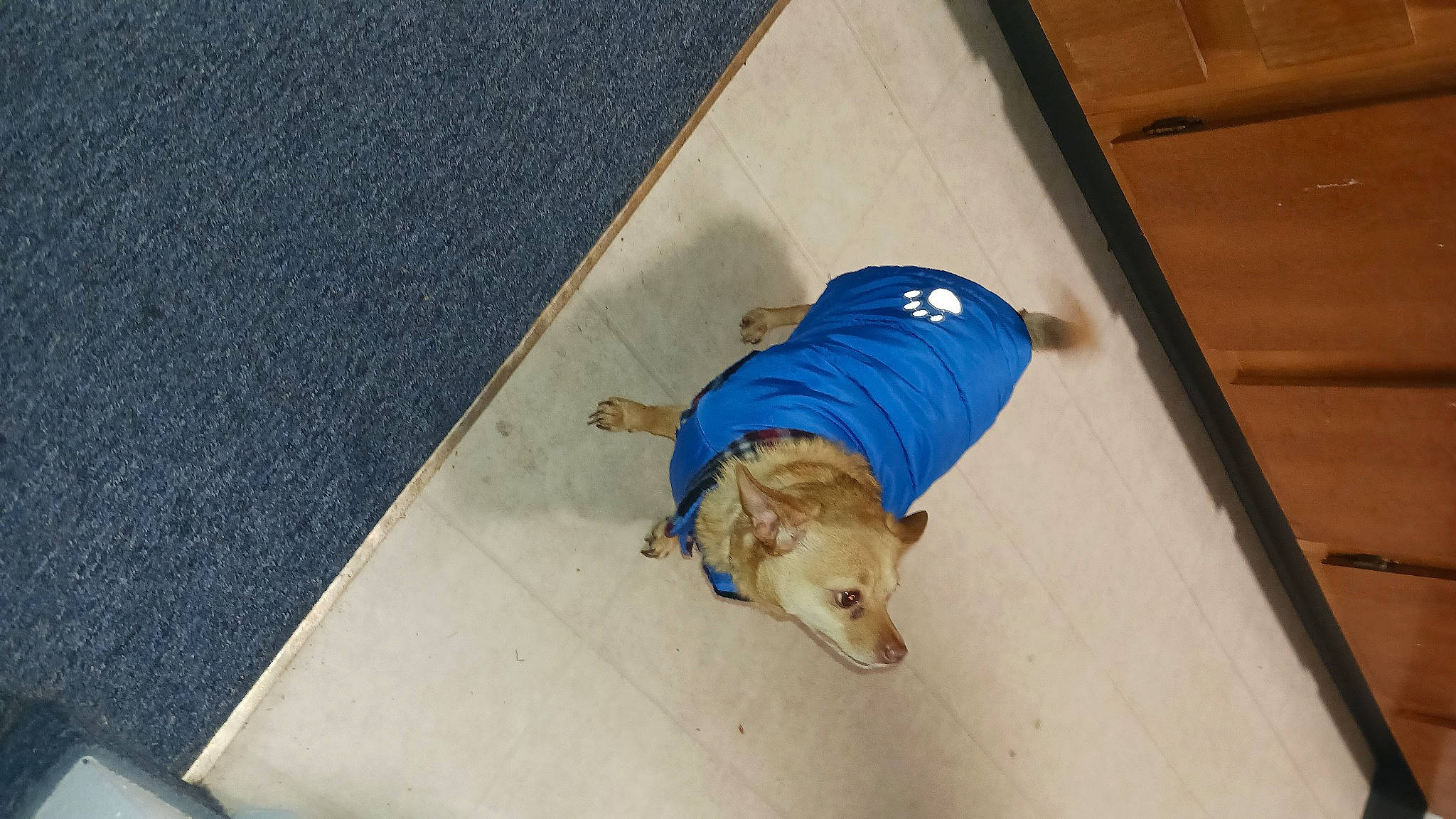 Littlebit joined the competition — help win amazing prizes! carnivore, companion_dog, dog, dog_breed, dog_clothes, dog_supply, electric_blue, fawn, floor, flooring, foot, hardwood, human_leg, knee, sporting_group, t_shirt, tail, toy_dog, wood, working_animal