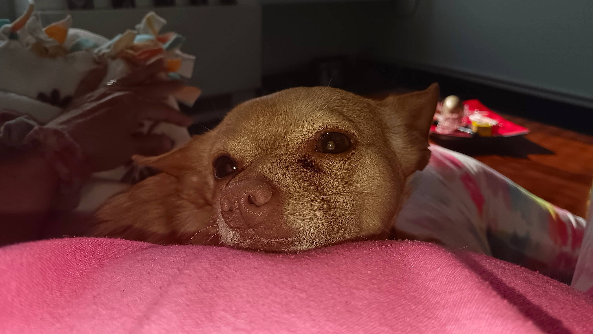 Littlebit is registered to the contest to win money with this photo: canidae, carnivore, comfort, companion_dog, dog, dog_breed, fawn, fur, linens, liver, non_sporting_group, paw, snout, sporting_group, terrestrial_animal, toy_dog, whiskers, wood, working_animal, wrinkle