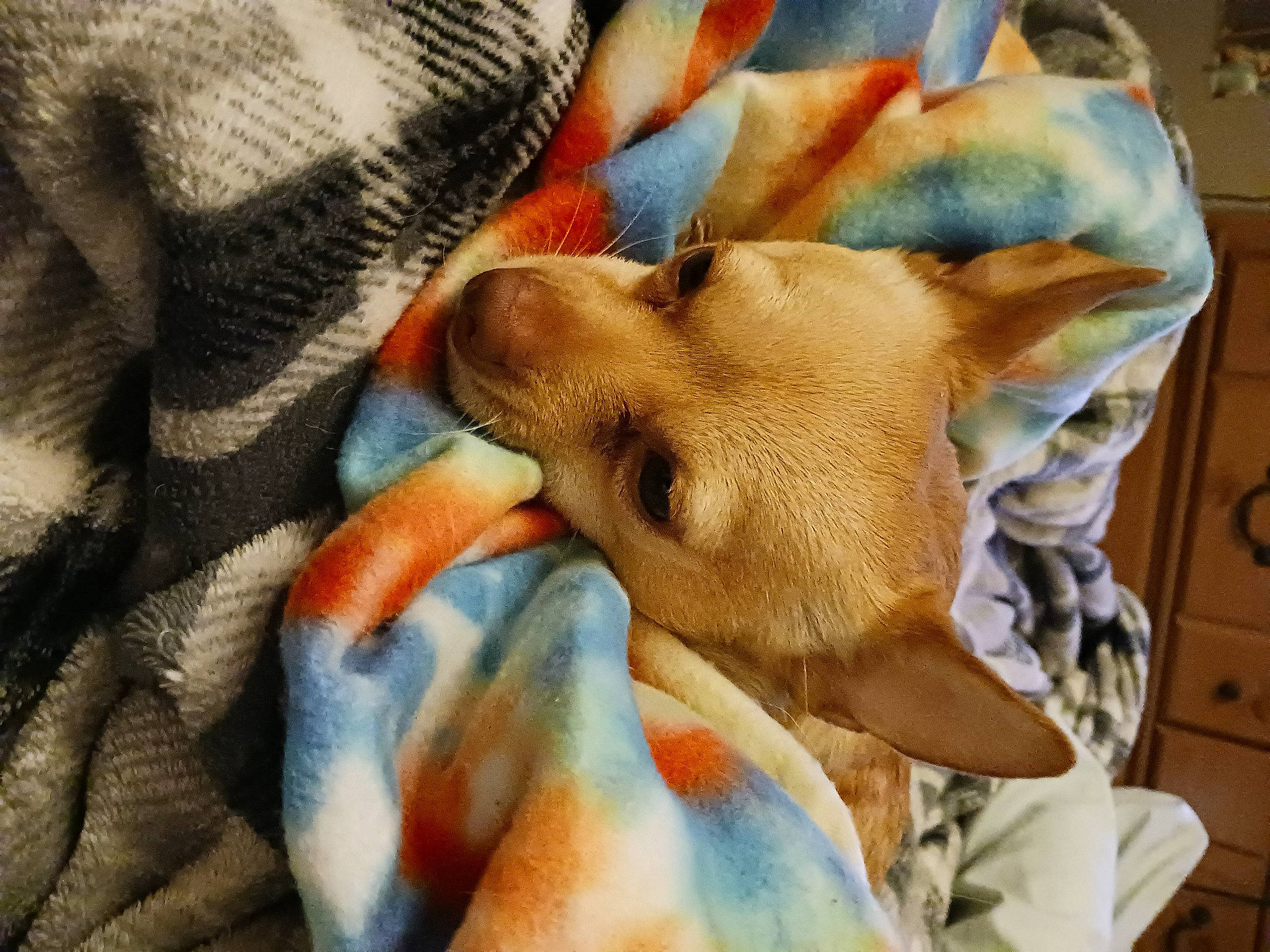 Littlebit joined the competition — help win amazing prizes! carnivore, comfort, companion_dog, dog, dog_breed, ear, eye, fawn, felidae, fur, head, linens, orange, snout, sporting_group, terrestrial_animal, textile, toy_dog, whiskers, working_animal