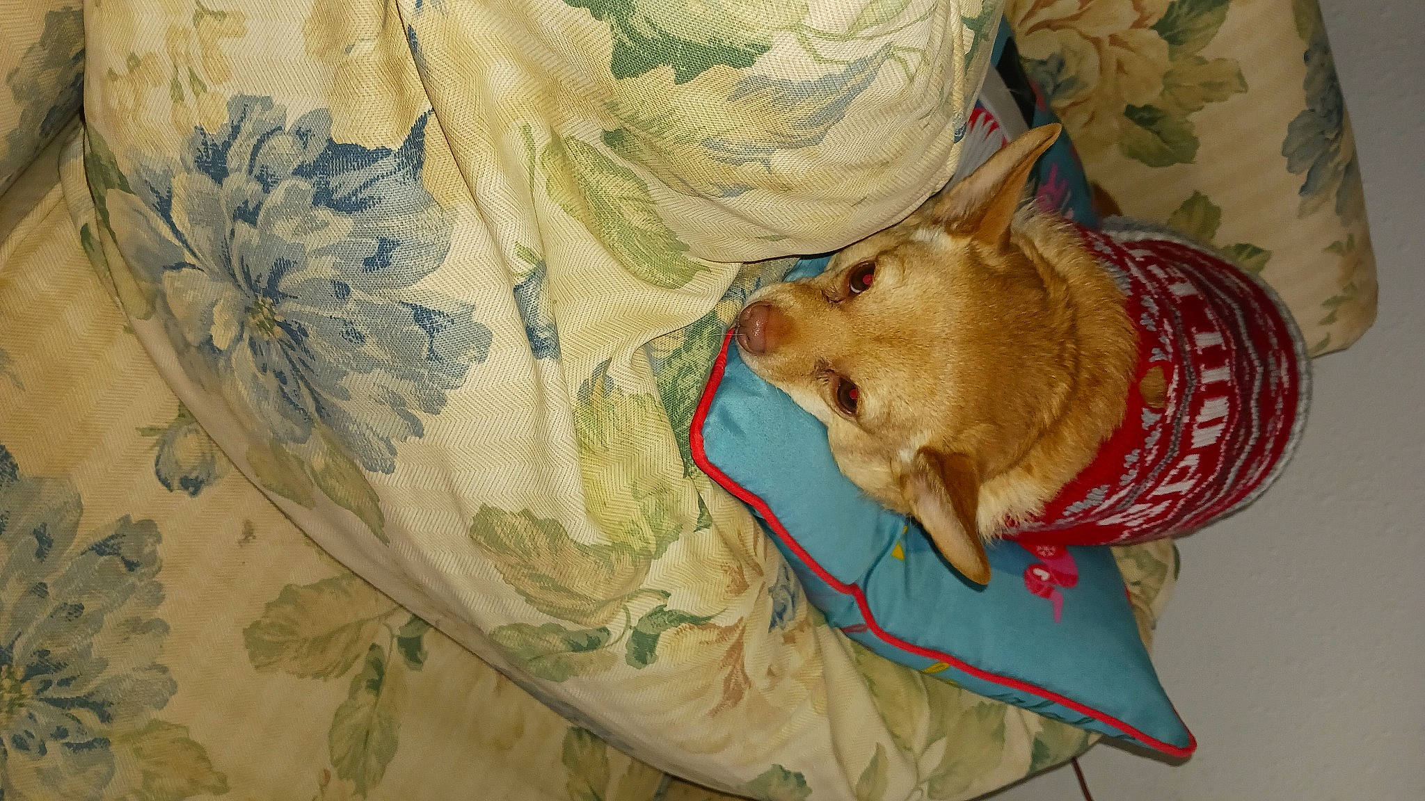 Littlebit is registered to the contest to win money with this photo: art, canidae, carnivore, couch, dog, dog_breed, fawn, felidae, fur, linens, paper, pattern, room, small_to_medium_sized_cats, sporting_group, tree, visual_arts, whiskers, wood, working_animal