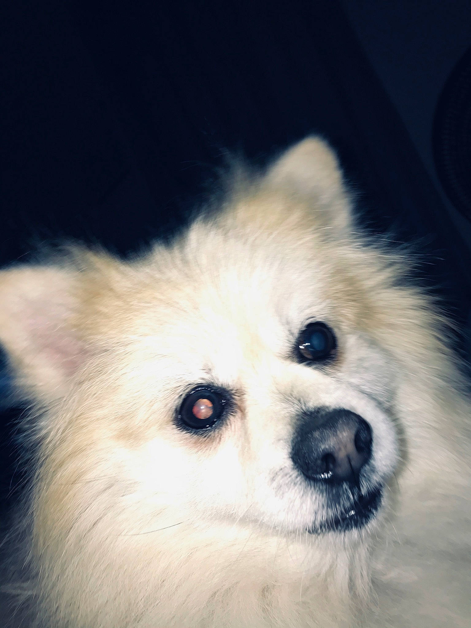 Cowboy is registered to the contest to win money with this photo: canidae, carnivore, companion_dog, dog, dog_breed, eye, eyelash, fawn, fur, german_spitz, german_spitz_klein, german_spitz_mittel, samoyed, snout, spitz, sporting_group, toy_dog, volpino_italiano, whiskers, working_animal