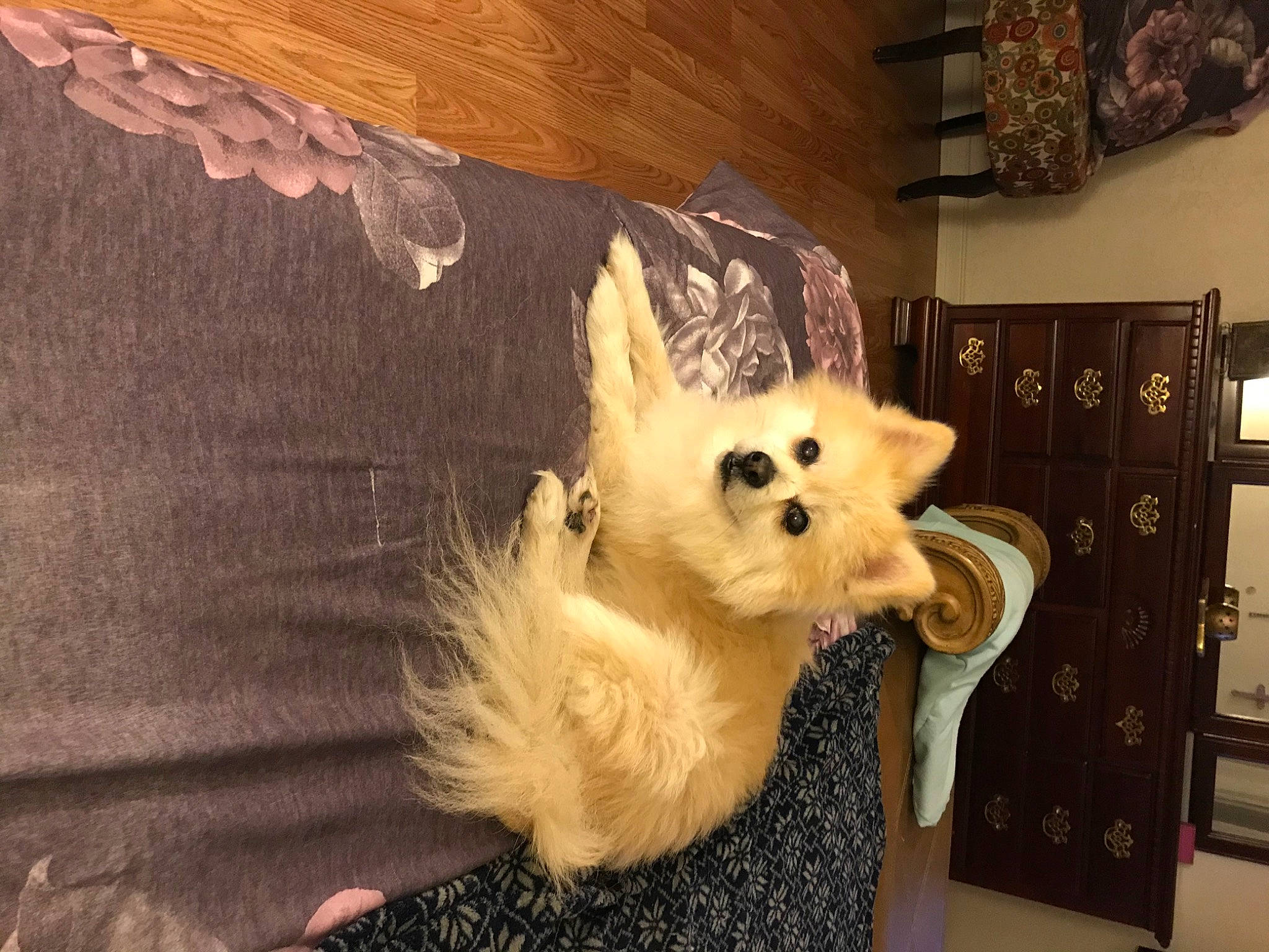 Cowboy joined the competition — help win amazing prizes! carnivore, companion_dog, dog, dog_breed, dog_clothes, dog_supply, fawn, fur, german_spitz, german_spitz_mittel, hardwood, pomeranian, snout, spitz, sporting_group, tail, toy_dog, whiskers, wood, working_animal