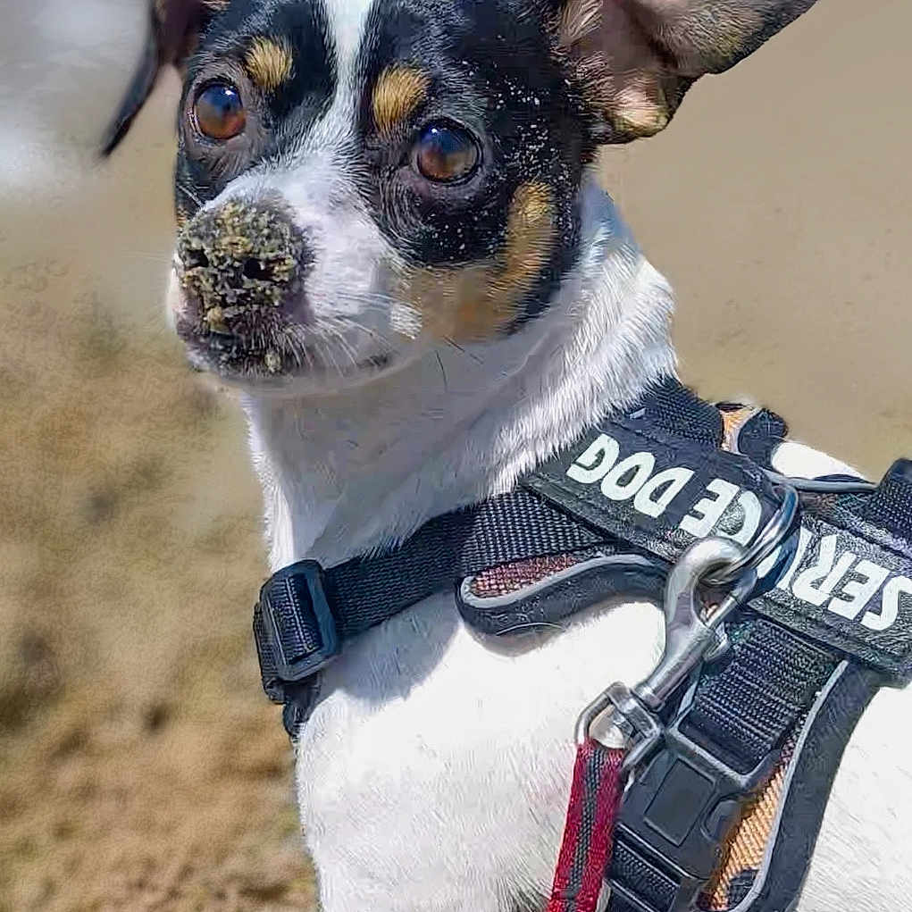 Bosko joined the competition — help win amazing prizes! dog, puppy, pet, animal, sitting, outdoors, sand, beach, harness, leash, black_and_white, brown, white, black, floppy_ears, wide_eyes, portrait, close_up, cute, companion