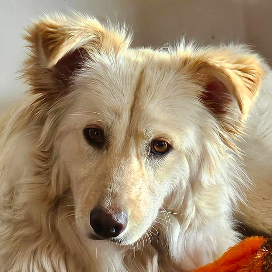Bimba a rejoint le concours — aidez-le/la à gagner de superbes lots ! animal, canine, close_up, companion, cozy, cream_color, cushion, dog, ears, fluffy, fur, home, indoor, lying_down, nose, orange, pet, portrait, relaxed, stuffed_toy