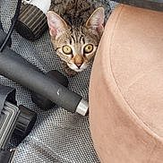 Isis participe au concours pour gagner de l'argent avec cette photo : cat, tabby_cat, pet, animal, curious, crouching, indoor, exercise_equipment, cushion, mat, texture, wide_eyes, feline, whiskers, ears, alert, floor, black, beige, closeup
