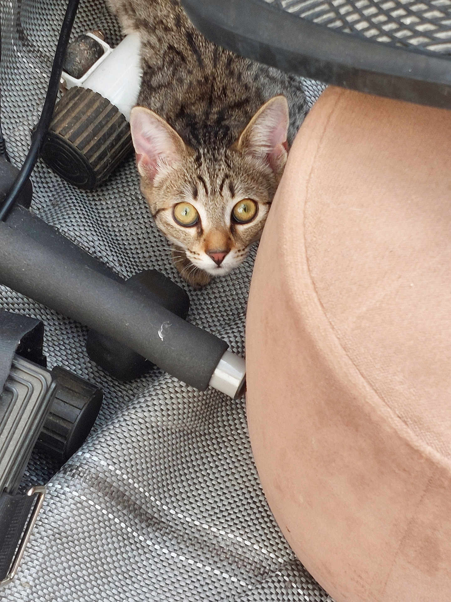Isis participe au concours pour gagner de l'argent avec cette photo : cat, tabby_cat, pet, animal, curious, crouching, indoor, exercise_equipment, cushion, mat, texture, wide_eyes, feline, whiskers, ears, alert, floor, black, beige, closeup