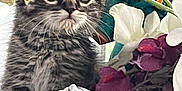 Puffle is registered to the contest to win money with this photo: kitten, cat, tabby, flower, indoor, cute, pet, closeup, curious, plant, decor, fluffy, small, young, animal, feline, portrait, whiskers, ears, soft