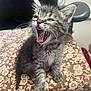 kitten, cat, tabby, yawning, pet, animal, feline, cute, small, fur, whiskers, chair, cushion, indoor, floral_pattern, domestic, mammal, young, sleepy, closeup