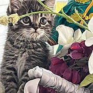 Puffle joined the competition — help win amazing prizes! kitten, cat, tabby, flower, indoor, cute, pet, closeup, curious, plant, decor, fluffy, small, young, animal, feline, portrait, whiskers, ears, soft