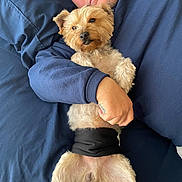 Bobo joined the competition — help win amazing prizes! dog, man, face, sleeping, cuddling, hugging, bed, blanket, navy_blue, small_dog, scruffy_fur, pet, companion, indoor, portrait, relaxed, lying_down, black_clothing, human, cozy