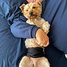 dog, man, face, sleeping, cuddling, hugging, bed, blanket, navy_blue, small_dog, scruffy_fur, pet, companion, indoor, portrait, relaxed, lying_down, black_clothing, human, cozy