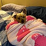 dog, terrier, small_dog, sleeping, resting, blanket, pink_blanket, bed, bedroom, pillow, bedding, cozy, cute, fur, ears, face, indoor, warm_lighting, portrait, snuggled