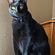 Plum is registered to the contest to win money with this photo: cat, black_cat, indoor, pet, feline, collar, yellow_eyes, sitting, perched, fur, animal, domestic_animal, wall, furniture, wooden_cabinet, texture, looking, alert, closeup, house