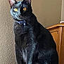 cat, black_cat, indoor, pet, feline, collar, yellow_eyes, sitting, perched, fur, animal, domestic_animal, wall, furniture, wooden_cabinet, texture, looking, alert, closeup, house