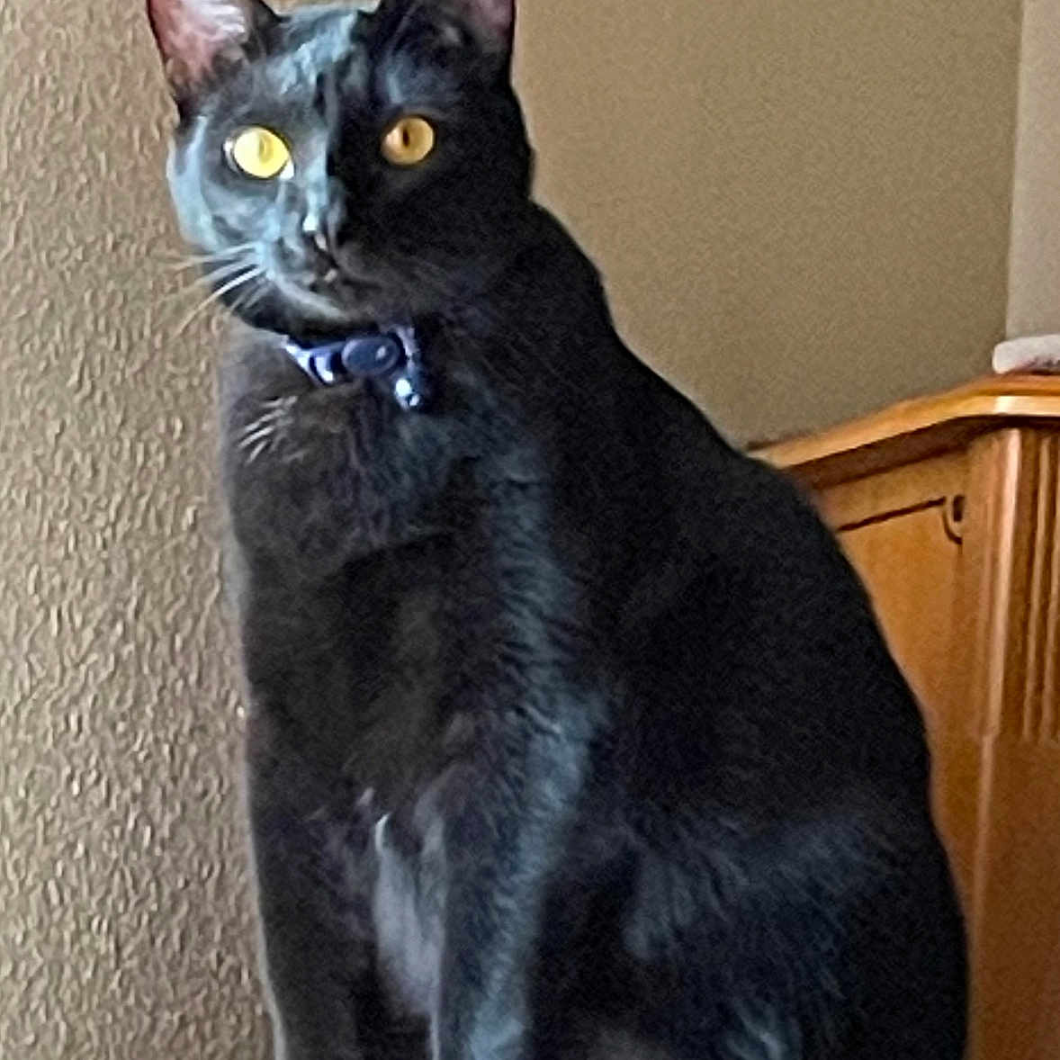 Plum is registered to the contest to win money with this photo: alert, animal, black_cat, cat, closeup, collar, domestic_animal, feline, fur, furniture, house, indoor, looking, perched, pet, sitting, texture, wall, wooden_cabinet, yellow_eyes