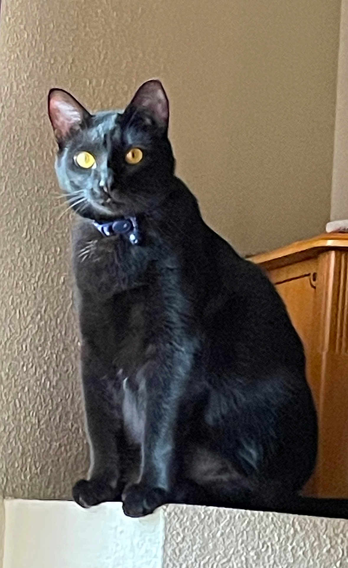 Plum is registered to the contest to win money with this photo: cat, black_cat, indoor, pet, feline, collar, yellow_eyes, sitting, perched, fur, animal, domestic_animal, wall, furniture, wooden_cabinet, texture, looking, alert, closeup, house