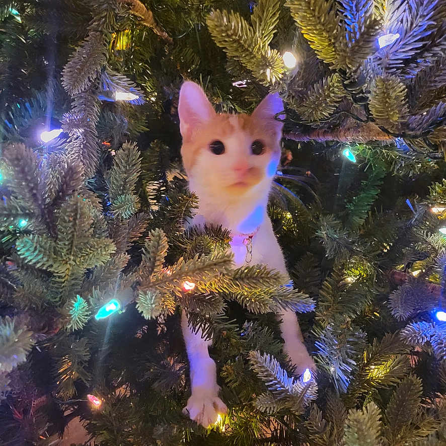 Angel joined the competition — help win amazing prizes! animal, cat, celebration, christmas, christmas_time, christmas_tree, curious, cute, decorations, domestic_cat, festive, glowing_lights, holiday_decor, holiday_lights, indoor, orange_cat, pet, pine_needles, tree_branches, white_cat