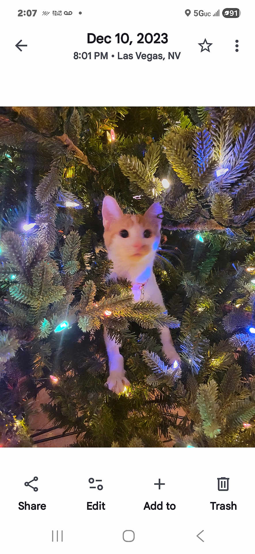 Angel joined the competition — help win amazing prizes! cat, christmas_tree, holiday_lights, pine_needles, orange_cat, white_cat, festive, indoor, pet, curious, decorations, animal, cute, christmas, celebration, tree_branches, glowing_lights, holiday_decor, domestic_cat, christmas_time