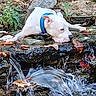 animal, blue_collar, dog, leaves, lying_down, moss, natural_light, nature, outdoor, pet, portrait, resting, rock, splashing, stream, water, waterfall, wet_environment, white_dog, woodland