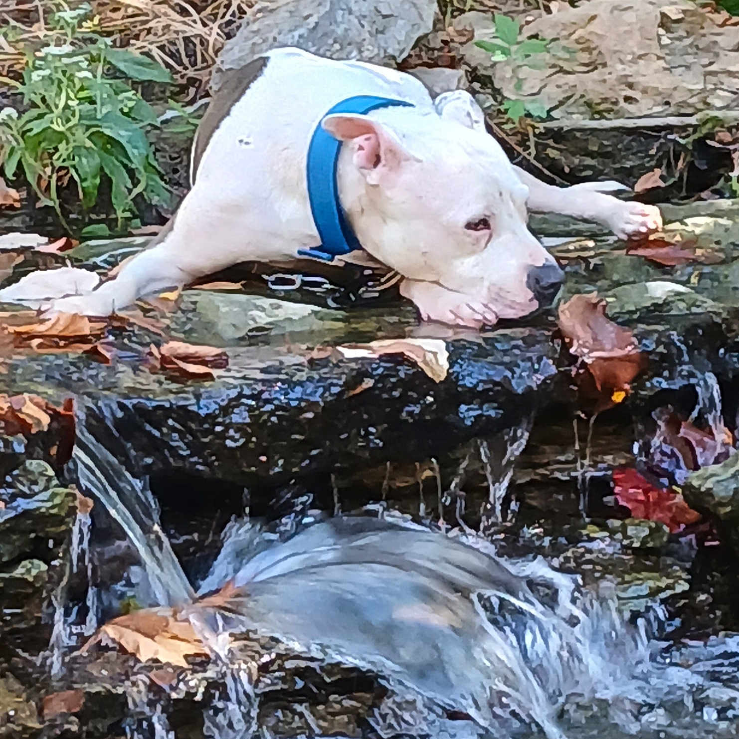Puparnakiss