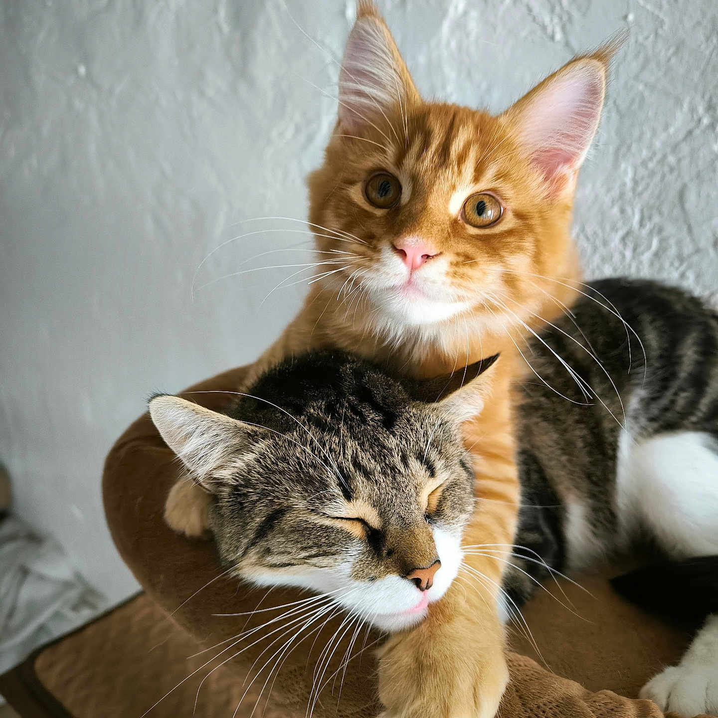 Wisky Et Ukaï a rejoint le concours — aidez-le/la à gagner de superbes lots ! abyssinian, animal, armchair, cat, chair, couch, furniture, kitten, manx, pet