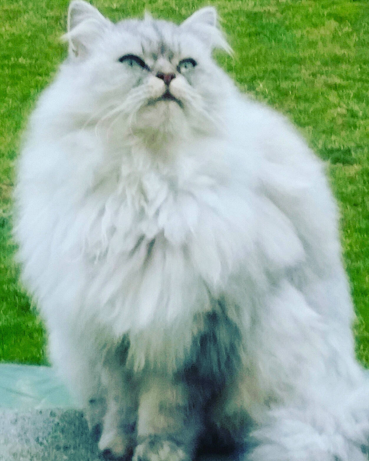 Fina participe au concours pour gagner de l'argent avec cette photo : asian_semi_longhair, british_longhair, british_semi_longhair, carnivore, cat, cymric, domestic_long_haired_cat, eye, felidae, fur, mammal, napoleon_cat, norwegian_forest_cat, persian, ragamuffin, small_to_medium_sized_cats, tail, turkish_angora, vertebrate, whiskers