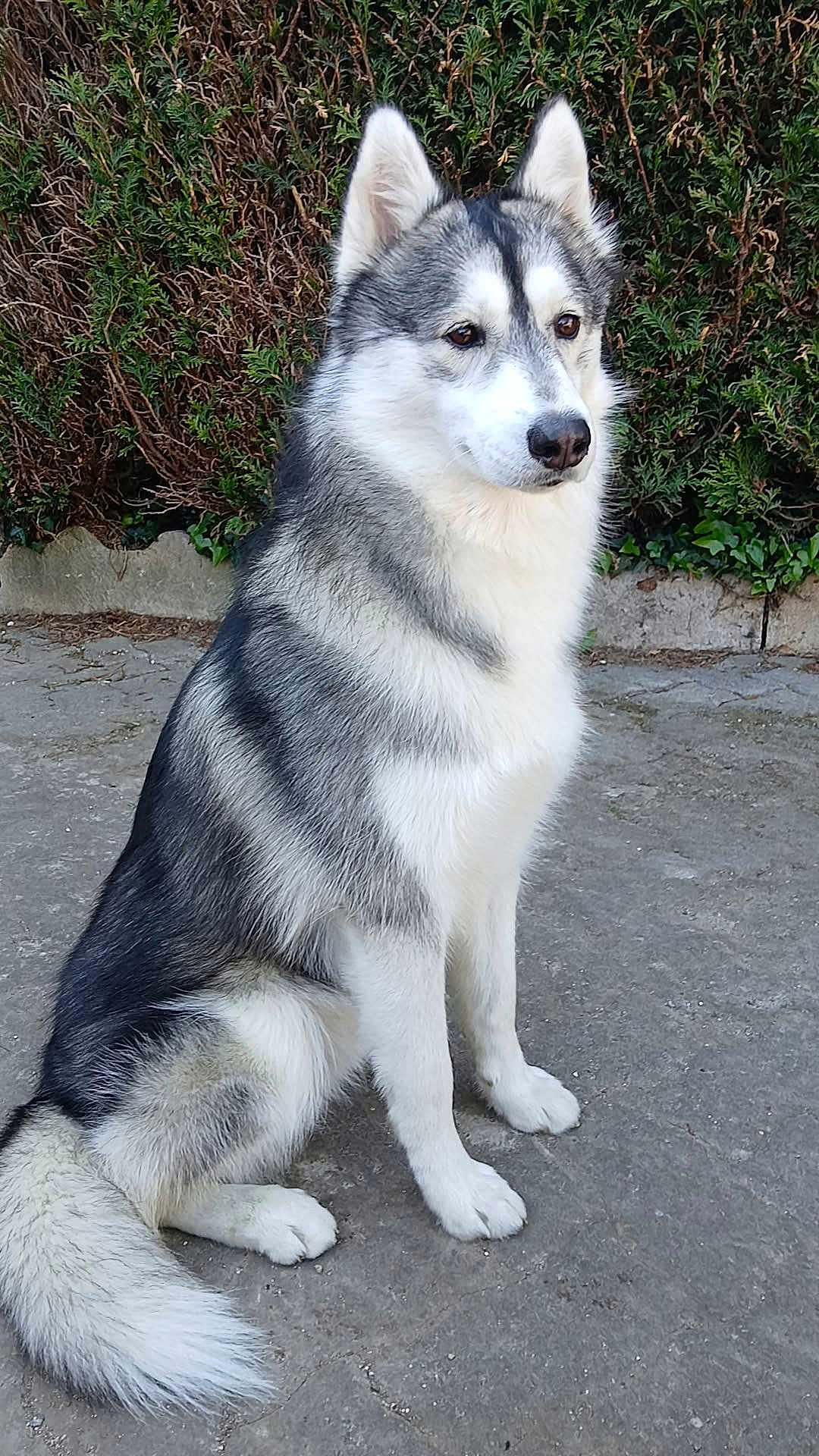 Titi