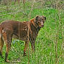 dog, brown_dog, grass, field, greenery, twigs, branches, outdoor, animal, canine, pet, nature, alert, looking_back, fur, ears, snout, legs, tail, eyes