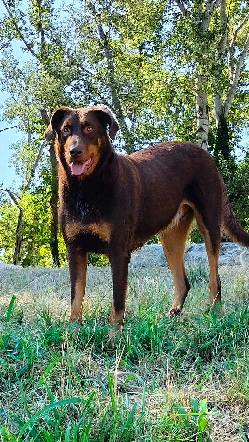 Jack participe au concours pour gagner de l'argent avec cette photo : dog, brown_dog, standing, grass, outdoor, nature, trees, sunlight, pet, animal, canine, happy, tongue_out, forest, summer, daytime, fur, mammal, alert, friendly