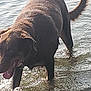 Jack a rejoint le concours — aidez-le/la à gagner de superbes lots ! dog, water, animal, pet, outdoor, shallow_water, brown, wet, tongue, canine, nature, reflection, ripples, summer, walking, playful, mammal, daylight, water_surface, happy