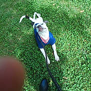 Chloe joined the competition — help win amazing prizes! dog, grass, leash, blue_sweater, outdoor, playful, pet, person, footwear, boots, greenery, stretching, happy, summer, nature, clover, animal, daylight, casual, fun