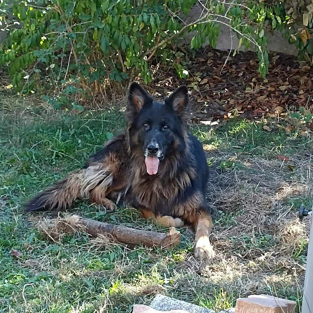 Lockie participe au concours pour gagner de l'argent avec cette photo : animal, backyard, canine, dog, germanshepherd, grass, land, nature, outdoors, pet, plant, policedog, pottedplant, puppy, rock, slate, soil, tree, vegetation, yard
